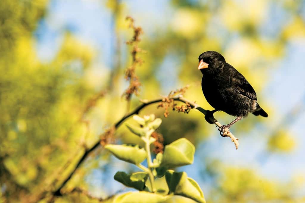 galapagos finch
